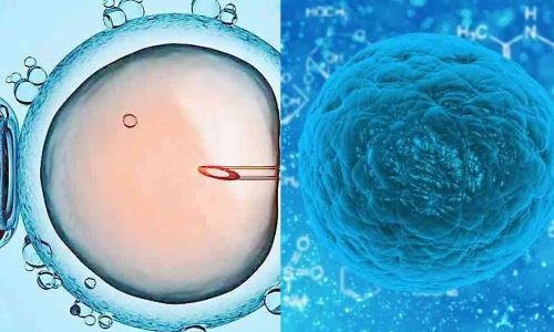 什么样的胚胎可以养囊?试管移植胚胎可以不养囊吗?
